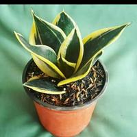 Gambar Tanaman pagoda mini / sansivera mini pagoda dari beautifull plant Kab. Bogor 1 Tokopedia