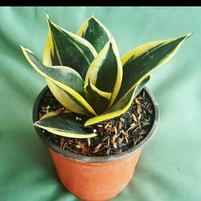 Gambar Tanaman pagoda mini / sansivera mini pagoda dari beautifull plant Kab. Bogor Tokopedia