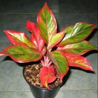 Gambar pohon algonema lifstip merah siam dari jokoflowers Kab. Bogor 1 Tokopedia