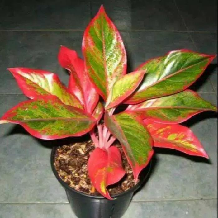 Gambar pohon algonema lifstip merah siam dari jokoflowers Kab. Bogor Tokopedia