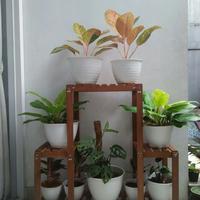 Gambar Rak Pot Tanaman Kayu Ulin Model "Gedung" Tahan Pot Yang Berat & KOKOH! dari shabbydniz.co Kota Bogor 5 Tokopedia