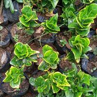Gambar tanaman puring koin jengkol dari beautifull plant Kab. Bogor 1 Tokopedia