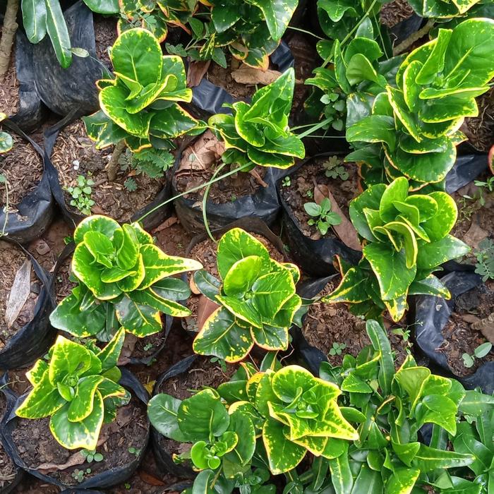 Gambar tanaman puring koin jengkol dari beautifull plant Kab. Bogor Tokopedia
