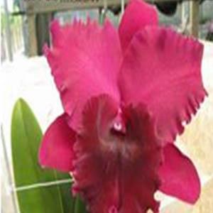 Gambar Anggrek Cattleya Chialin Black Flower dari Puspa Nirmala Orchids Kab. Banyumas Tokopedia