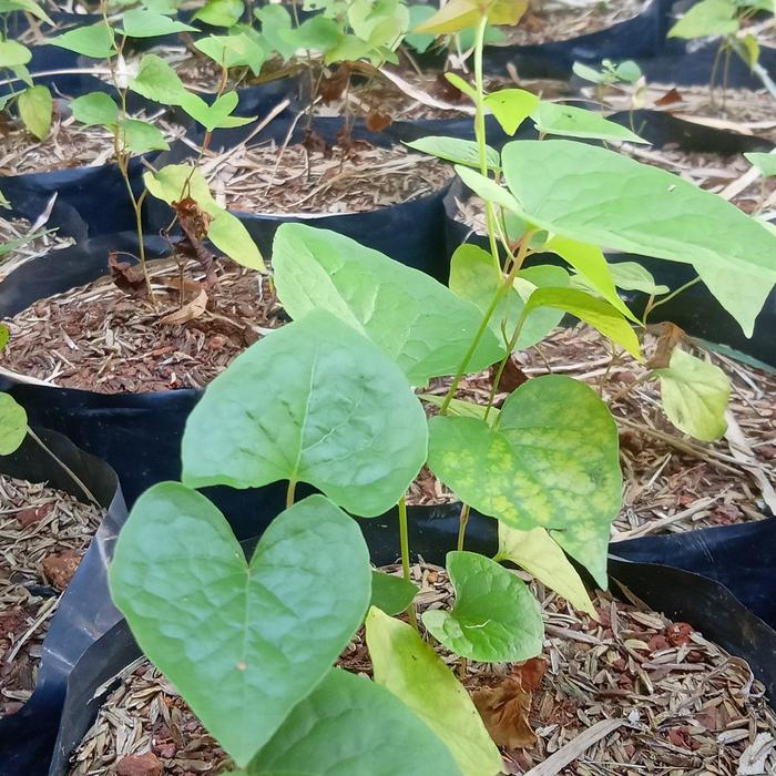 Gambar bibit tanaman hias air mata pengantin dari beautifull plant Kab. Bogor Tokopedia