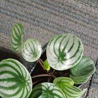 Gambar tanaman hias peperomia water melon dari Arisflora Kota Depok 1 Tokopedia