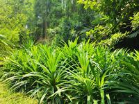 Gambar Tanaman Hias Pandan Wangi Segar Ukuran Bibit dan Jumbo dari Tins Garden Art Shop Kota Depok 3 Tokopedia