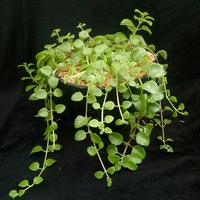 Gambar Tanaman Hias Gantung Meat Leaf-Tanaman meatleaf dari Bungabagus_id Kab. Bandung Barat 1 Tokopedia