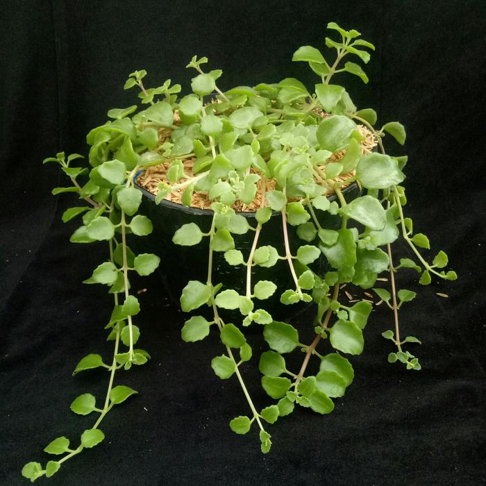 Gambar Tanaman Hias Gantung Meat Leaf-Tanaman meatleaf dari Bungabagus_id Kab. Bandung Barat Tokopedia