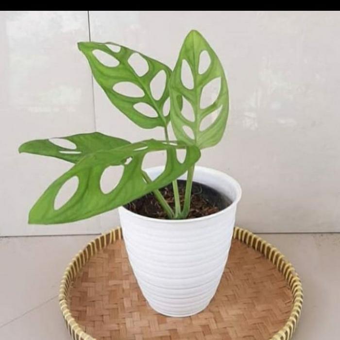 Gambar tanaman hias monstera janda bolong / janbol dari beautifull plant Kab. Bogor Tokopedia