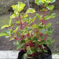 Gambar tanaman hias krokot Batang Merah dari TasyaSentraTanaman Kab. Bogor 2 Tokopedia