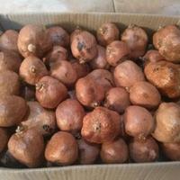 Gambar buah zuriat 1kg promil dari Tokomekahstore Jakarta Pusat 3 Tokopedia