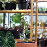 Gambar STORM STICK PLANT dari almostgreen Kab. Kuningan 2 Tokopedia