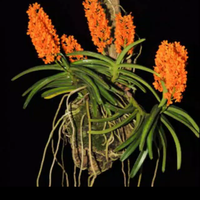 Gambar bibit tanaman hias anggrek panda dari daniramdani9 Kab. Pangandaran 1 Tokopedia