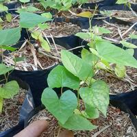 Gambar bibit tanaman hias air mata pengantin dari beautifull plant Kab. Bogor 2 Tokopedia