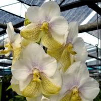 Gambar Anggrek Vanda Nakornsawan Bell White dari eva garden Kota Administrasi Jakarta Selatan 1 Tokopedia