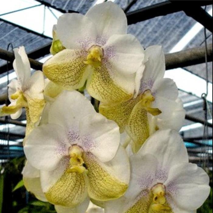 Gambar Anggrek Vanda Nakornsawan Bell White dari eva garden Kota Administrasi Jakarta Selatan Tokopedia
