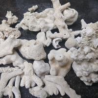 Gambar Karang Jahe Ph Up Menaikkan Kadar Ph air Aquarium serta Buffer Alami dari Yekita Betta Gallery Kab. Bandung 3 Tokopedia