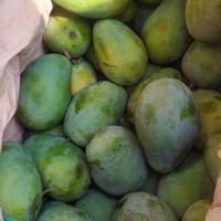 Gambar BUAH MANGGA HARUM MANIS TUA POHON 3kg dari Saudagar Buah Kota Administrasi Jakarta Barat 1 Tokopedia