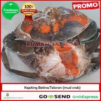 Gambar KEPITING BAKAU HIDUP 1 EKOR/Kepiting betina teloran 300-500 gr dari Rumah Salmon Jakarta Kota Administrasi Jakarta Utara 2 Tokopedia