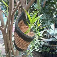 Gambar pot bunga sabut kelapa kombinasi model kerucut dari Omah Pot Kebumen Kab. Kebumen 3 Tokopedia