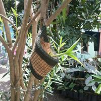 Gambar pot bunga sabut kelapa kombinasi model kerucut dari Omah Pot Kebumen Kab. Kebumen 4 Tokopedia