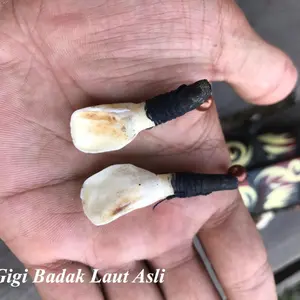 Kalung Gigi Badak Laut