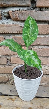 Gambar Dijual Bunga Aglonema Pictume Trycalor dari Belibungayuk Kab. Mandailing Natal 3 Tokopedia