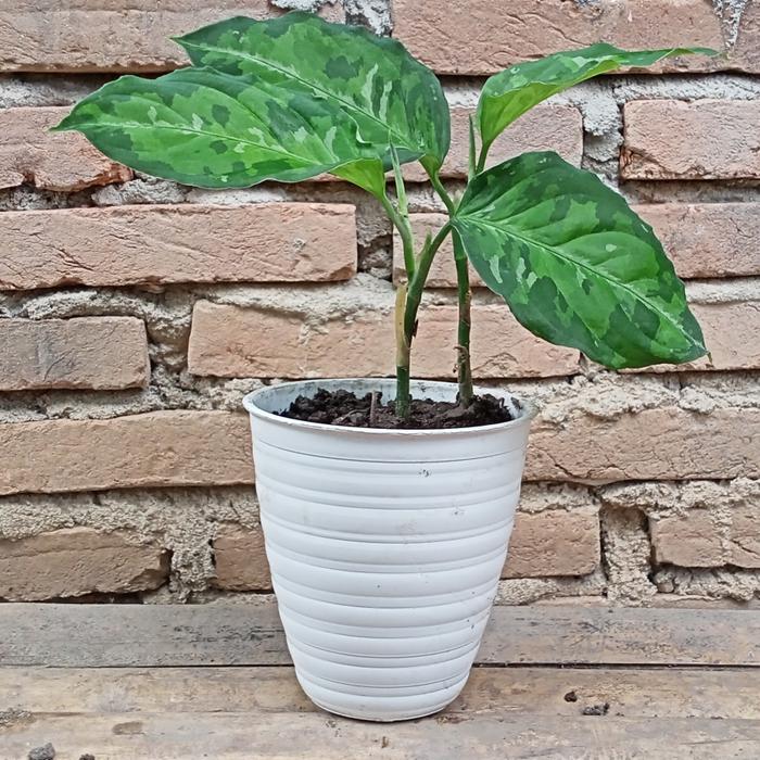 Gambar Dijual Murah Aglonema Pictume Tricolor dari Belibungayuk Kab. Mandailing Natal Tokopedia