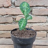 Gambar Dijual Murah Aglonema Pictume Tricolor dari Belibungayuk Kab. Mandailing Natal 4 Tokopedia