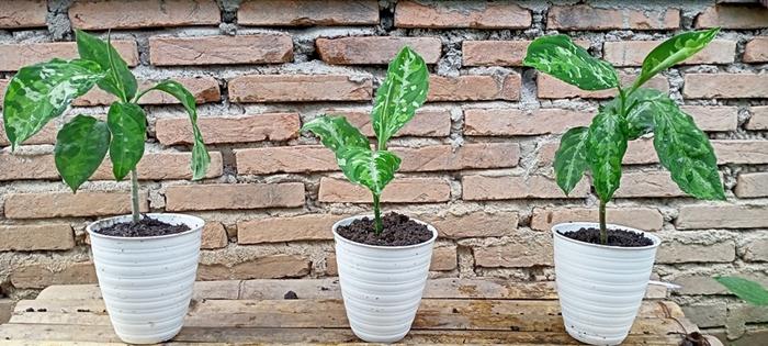 Gambar Dijual Bunga Aglonema Pictume Trycalor dari Belibungayuk Kab. Mandailing Natal Tokopedia