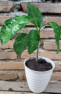 Gambar Dijual Bunga Aglonema Pictume Trycalor dari Belibungayuk Kab. Mandailing Natal 4 Tokopedia