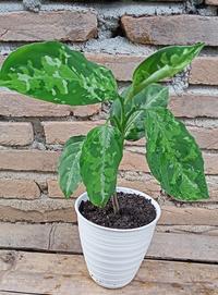 Gambar Dijual Bunga Aglonema Pictume Trycalor dari Belibungayuk Kab. Mandailing Natal 2 Tokopedia