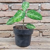 Gambar Dijual Murah Aglonema Pictume Tricolor dari Belibungayuk Kab. Mandailing Natal 2 Tokopedia