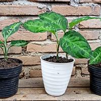 Gambar Dijual Murah Aglonema Pictume Tricolor dari Belibungayuk Kab. Mandailing Natal 3 Tokopedia