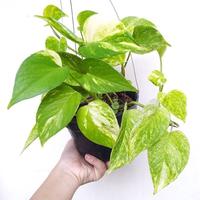 Gambar Tanaman sirih gading golden/ epipremnum aureum/golden photos dari mantonay Kota Administrasi Jakarta Timur 1 Tokopedia