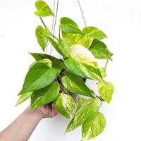 Gambar Tanaman sirih gading golden/ epipremnum aureum/golden photos dari mantonay Kota Administrasi Jakarta Timur 2 Tokopedia