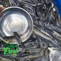 Gambar Ikan Lele Sangkuriang Hidup Ukuran Pecel Lele - 1 Kg dari Sayur_Fresh_Depok Kota Depok 2 Tokopedia