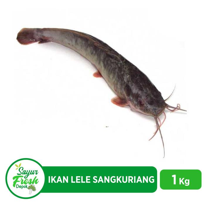 Gambar Ikan Lele Sangkuriang Hidup Ukuran Pecel Lele - 1 Kg dari Sayur_Fresh_Depok Kota Depok Tokopedia