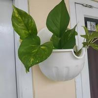 Gambar pot tembok putih dinding cantik dari Perabot Rumah Tangga dan Pot Bunga si Goceng Kab. Bogor 5 Tokopedia