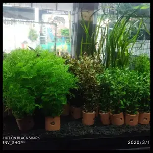 tanaman hias aquascape per 5 pot