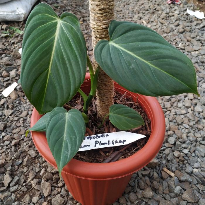 Gambar Tanaman philodendron grorios gloriusum × melano real foto dari faizan plantshop Kab. Bogor Tokopedia