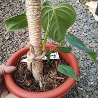 Gambar Tanaman philodendron grorios gloriusum × melano real foto dari faizan plantshop Kab. Bogor 2 Tokopedia