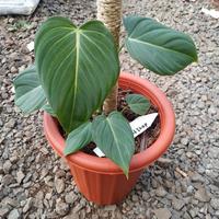 Gambar Tanaman philodendron grorios gloriusum × melano real foto dari faizan plantshop Kab. Bogor 3 Tokopedia