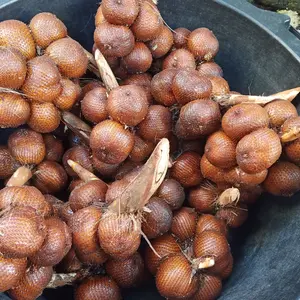Salak Bali Asil Rasa Asem manis sepet 1kg