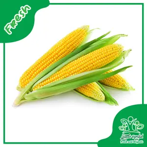 Jagung Manis - Sayur Kendal