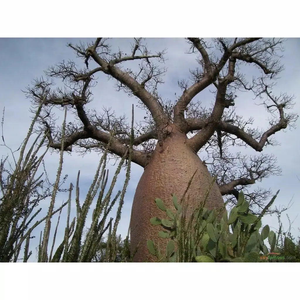 Biji Benih Seed Baobab Adansonia Digitata Caudex / MINIMAL ORDER 10 BIJI