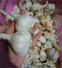 Gambar BAWANG PUTIH KATING / GARLIC SAYURAN SEGAR BUMBU DAPUR / FRESH dari Bakoelblondjoe Kota Surabaya 4 Tokopedia