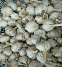 Gambar BAWANG PUTIH KATING / GARLIC SAYURAN SEGAR BUMBU DAPUR / FRESH dari Bakoelblondjoe Kota Surabaya 3 Tokopedia