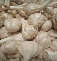 Gambar BAWANG PUTIH KATING / GARLIC SAYURAN SEGAR BUMBU DAPUR / FRESH dari Bakoelblondjoe Kota Surabaya 2 Tokopedia